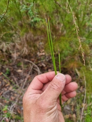 Schoenus brevifolius