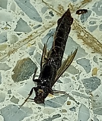 Atractocerus brasiliensis