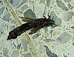Atractocerus brasiliensis