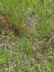 Schoenus brevifolius