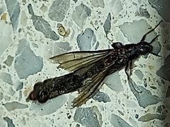 Atractocerus brasiliensis