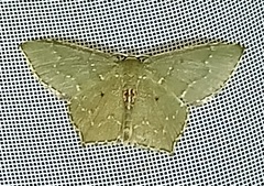 Chloropteryx