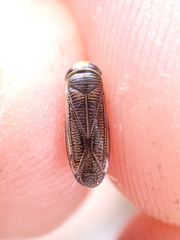 Sigara dorsalis