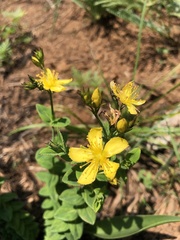 Hypericum aethiopicum