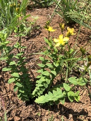 Hypericum aethiopicum