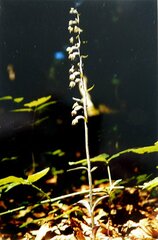 Epipactis microphylla