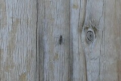 Sciaroidea