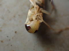 Sigara distincta