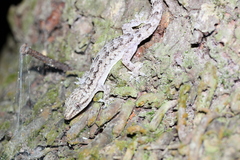 Hemidactylus palaichthus