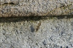 Annulipalpia