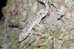 Hemidactylus palaichthus