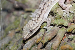 Hemidactylus palaichthus