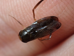 Hesperocorixa sahlbergi