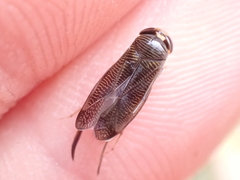 Hesperocorixa sahlbergi