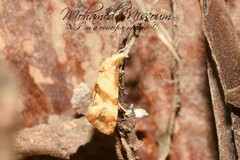 Phalonidia contractana