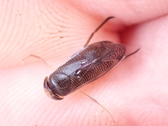 Hesperocorixa sahlbergi