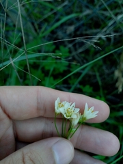 Nothoscordum