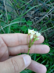 Nothoscordum