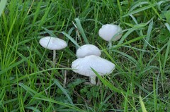 Volvariella