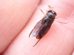 Hesperocorixa sahlbergi