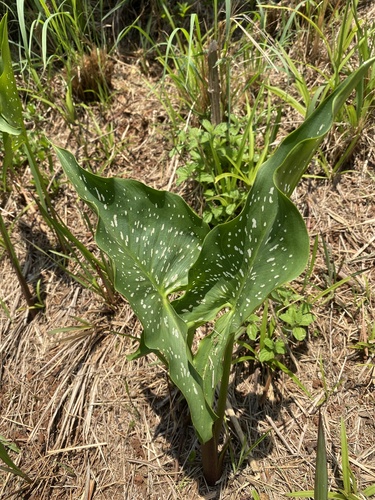 Zantedeschia albomaculata