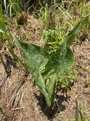 Zantedeschia albomaculata