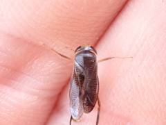 Hesperocorixa sahlbergi