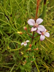 Boronia edwardsii