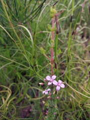 Boronia edwardsii