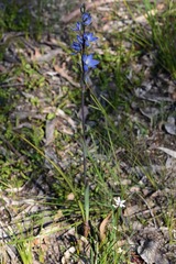 Thelymitra aristata