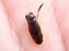 Sigara dorsalis