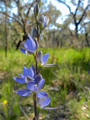 Thelymitra aristata