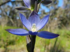 Thelymitra aristata