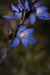 Thelymitra aristata
