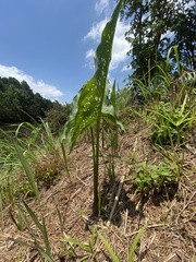 Zantedeschia albomaculata