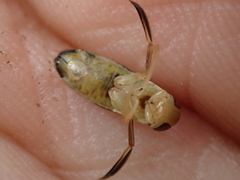 Sigara dorsalis