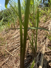 Zantedeschia albomaculata