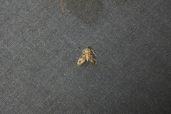 Spilomelinae