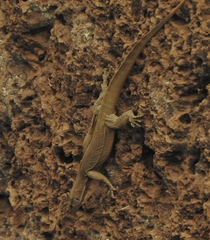 Varanus bengalensis