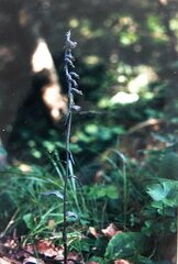 Epipactis microphylla