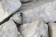 Dolichurus