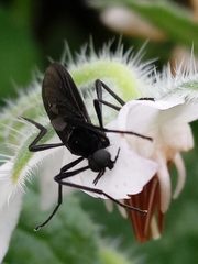 Bibionidae