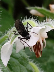 Bibionidae