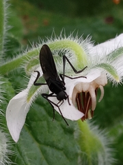 Bibionidae