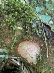 Herpothallon