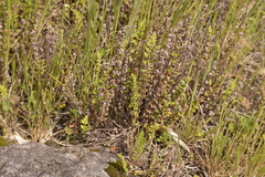 Cheilanthes distans