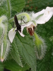 Bibionidae