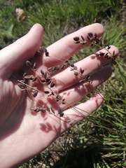 Eragrostis capensis