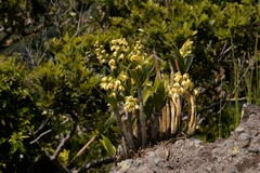 Dendrobium gracilicaule howeanum