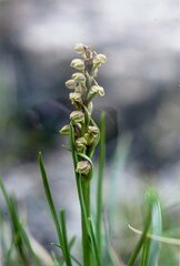 Chamorchis alpina